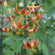 Scarlet Morning - inflorescence